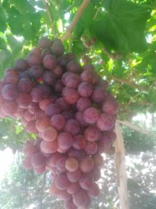 Un grappolo d'uva appeso ad un albero di Cabaña Cerro Tulahuén a Piedra Lisa