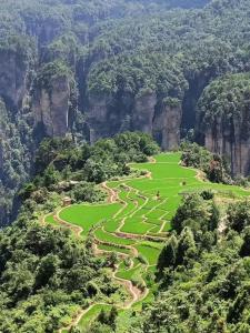 obraz góry z zielonym polem w obiekcie Sunny Homestay&One House w mieście Zhangjiajie