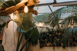 Ein Haufen Pflanzen hängt an der Decke in der Unterkunft myinsolite - Cocon Tropical, jacuzzi, énigme in Vauvert