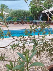 a swimming pool in a yard with plants at Villa Lucky in Brtonigla