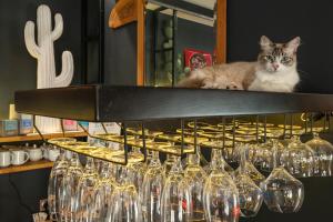 和主人一起入住勒斯宾酒店的宠物