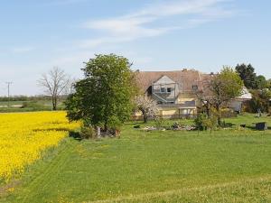 ein Haus mitten auf einem Feld gelber Blumen in der Unterkunft Pension Weitblick 