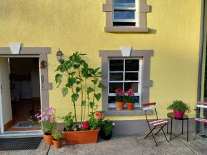 a yellow building with potted plants and a window at Felicity Cottage in Kiltegan