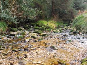 a stream of water with rocks and trees at Felicity Cottage in Kiltegan
