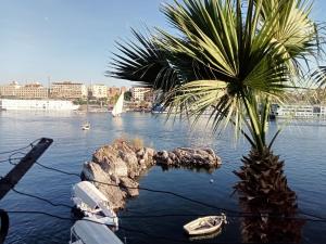 a palm tree and boats in a body of water at Hamed Guest House in Aswan