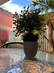roślina doniczkowa siedząca na stole w obiekcie ALAMEDAS APARMENTs w mieście Pucallpa