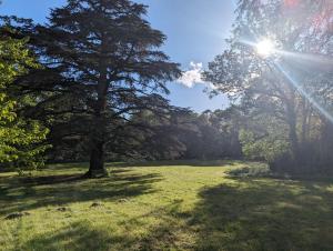 Un árbol en un campo de hierba con el sol detrás. en Chateau de Thuries en Revel