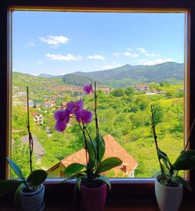 a window with two purple flowers and a view at Guesthouse Jelena in Višegrad