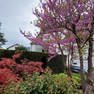 een bloeiende boom met paarse bloemen voor een heg bij Les vignobles d'Alsace in Wintzenheim