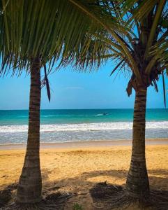 zwei Palmen am Strand mit dem Meer in der Unterkunft Ocean front Vacation home near el Rain forest in Luquillo