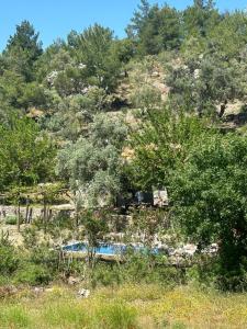 une colline avec des arbres et une piscine dans un champ dans l'établissement Togo iztuzu Stonehouse-4, à Boğazağzı
