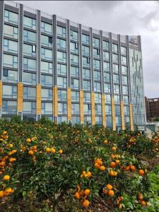 a pile of oranges in front of a building at Ocean Cloud - Long term Stay in Seogwipo