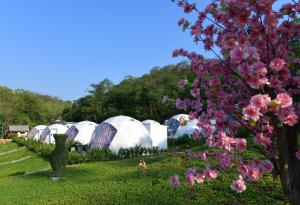 rząd białych namiotów na polu z różowymi kwiatami w obiekcie NiNo San Glamping - Pak Chong w mieście Ban Nong Ka Cha