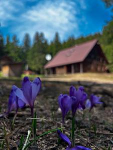 a group of purple flowers in front of a barn at Natura BH in Izvoare