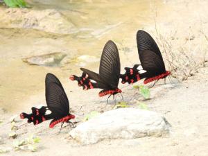 three black and red butterflies flying around a rock at Barbet Homestay Kitam in Namchi