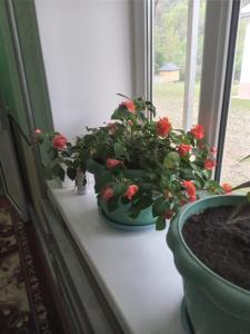 deux plantes en pot assises sur un rebord de fenêtre dans l'établissement Бакай 1, à Arkit