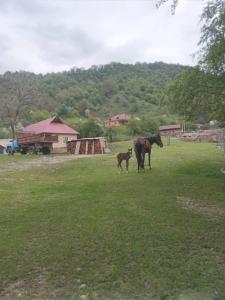 un cheval et un bébé debout dans un champ dans l'établissement Бакай 1, à Arkit
