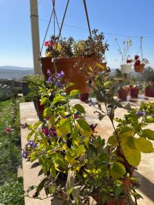 Fotografie z fotogalerie ubytování VILLA MEYSARY v destinaci Šamachi