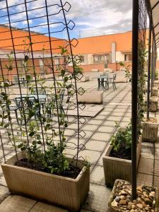 a group of plants in pots on a patio at Valtidone Hotel in Borgonovo Val Tidone