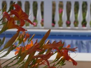 een bos oranje bloemen voor een computer bij Cortijo Pura Vida in Cómpeta +21 foto's