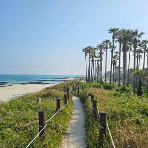 un sentiero che conduce a una spiaggia con palme di Caty House Hyeopjae a Jeju