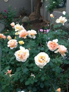 um monte de rosas cor-de-rosa num jardim em Bio-Pointment Guest Suites em Joanesburgo
