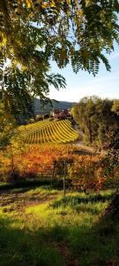 a farm with a train on a field of crops at Tenuta Montanello B&B in Castiglione Falletto