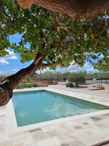 a swimming pool under a tree in a yard at Pietra Pesara in Locorotondo