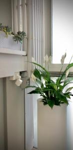 una planta sentada junto a una ventana en una habitación en Hotel La Parigina, en Lignano Sabbiadoro