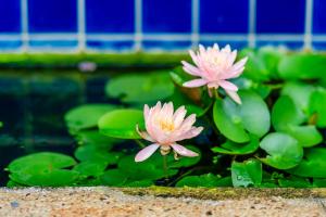 two pink flowers in a pool of water at Pacific Inn in Kenting