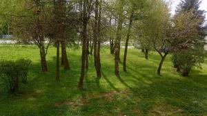 a group of trees in a field with green grass at Apartament Bel Posto in Sanok