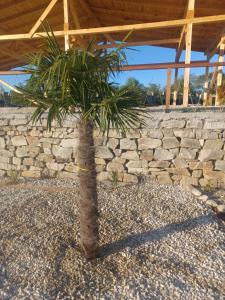 a palm tree in front of a stone wall at Megalith Resort in Srednogorovo