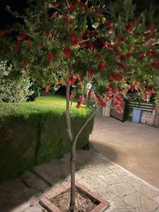 a small tree with red flowers on it at Softades Cottage in Omodos