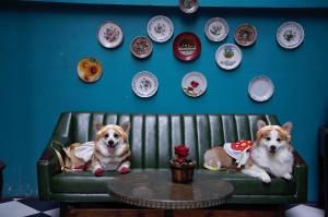 two dogs sitting on a couch with plates on a wall at Quba by Montraj Pattaya, previously The Quba Hotel Pattaya in Pattaya