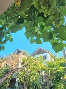 un montón de uvas colgando de un árbol en Sawasdee Sichang Resort en Ban Tha Thewawong