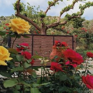 Gallery image of Rose hedge in Aïdhonokhórion