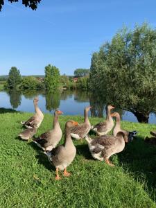 un grupo de patos parados en la hierba cerca de un lago en Hôtel-Restaurant Côté Rivage, en Badefols-sur-Dordogne