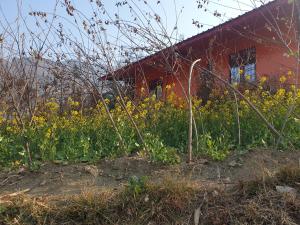 un jardín con flores amarillas frente a un edificio rojo en Himalayan Homestay Huddu Valley, en Chopta