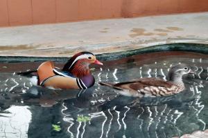 two ducks swimming in a pool of water at See Sky Resort in Ban Sao Thong