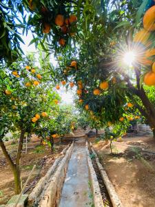 a row of oranges trees in an orange orchard at Masseria Mammella in Monopoli