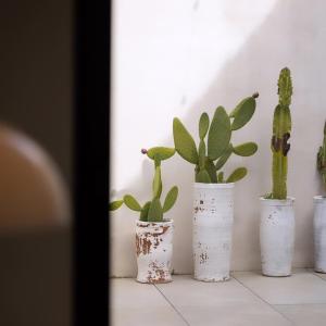 four plants in white pots sitting on a floor at les temps heureux in Alger