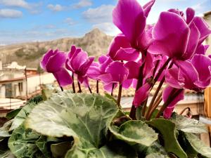 Un mazzo di fiori viola con una montagna sullo sfondo di 3 bedrooms house with city view balcony and wifi at Frascineto a Frascineto