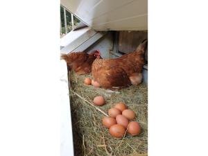 two chickens and eggs in a barn with hay at Sandras Bergstation in Bad Rippoldsau