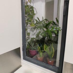 a window with a bunch of potted plants in it at anamnesis Agrinio in Agrinion