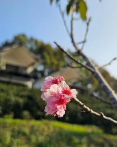 Φωτογραφία από το άλμπουμ του WATA KHIRI by Wang Put Tan σε Mae Salong