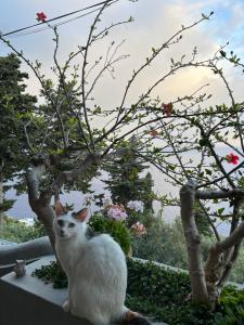un gatto bianco seduto su un cornicione accanto a un albero di Casa Reverie - Amalfi Coast a Praiano