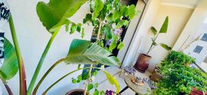 a room filled with lots of potted plants at Essaouira Beach Design Apartment in Essaouira