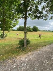 twee koeien die grazen in een veld naast een boom bij Lantgård nära stad, fiske o golf in Malmö