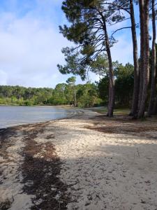 einen Strand mit Bäumen am Ufer eines Sees in der Unterkunft Maison sanguinet à 100m du lac in Sanguinet