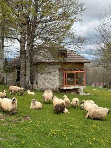 a herd of sheep grazing in the grass in front of a house at Green Forest in Žabljak